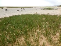 Spartina maritima 6, Klein slijkgras, Saxifraga-Ed Stikvoort